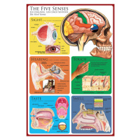 Plakát, Obraz - The Five Senses, 61 × 91.5 cm