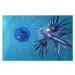 Fotografie sea slug: glaucus atlanticus  eating, Oxford Scientific, 40 × 26.7 cm