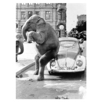 Fotografie Elephant on VW, ca. 1950, exact place unknown, Cuba, Caribbean, Central America, 1950