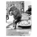 Fotografie Elephant on VW, ca. 1950, exact place unknown, Cuba, Caribbean, Central America, 1950