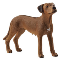 Zvířátko - pes ridgback rhodéský