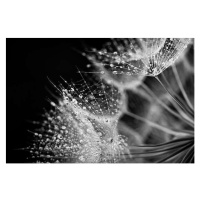 Fotografie Dandelion seed with water drops, Jasmina007, 40 × 26.7 cm