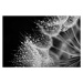 Fotografie Dandelion seed with water drops, Jasmina007, 40 × 26.7 cm