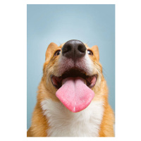 Fotografie Very happy corgi, Holly Hildreth, 26.7x40 cm