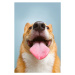 Fotografie Very happy corgi, Holly Hildreth, 26.7 × 40 cm