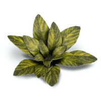 Dekorace GamersGrass: Laser Plants - Dumb Cane