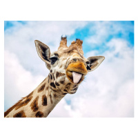 Umělecká fotografie Funny giraffe, Marc Rauw, (40 x 30 cm)
