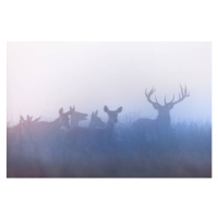 Fotografie Red deer (Cervus elaphus), DamianKuzdak, 40 × 26.7 cm