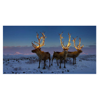 Fotografie Three reindeers with lights in antlers, Coneyl Jay, 40 × 20 cm