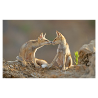 Umělecká fotografie Foxes , Kiss, Shlomo Waldmann, (40 x 24.6 cm)