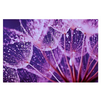 Umělecká fotografie Macro abstract of water drops on dandelion seeds, Jasmina007, (40 x 26.7 cm)