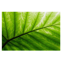 Fotografie Close-up of a bright green palm leaf, pixonaut, 40 × 26.7 cm