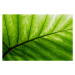 Fotografie Close-up of a bright green palm leaf, pixonaut, 40 × 26.7 cm