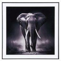 Obraz 50x50 cm Elephant – PT LIVING