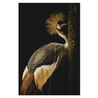 Fotografie Grey Crowned Crane, jealousy, 26.7 × 40 cm