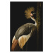 Fotografie Grey Crowned Crane, jealousy, 26.7 × 40 cm