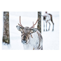 Fotografie Brown Reindeer in Finland at Lapland winter, RomanBabakin, 40 × 26.7 cm