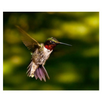 Fotografie Red Throated Hummingbird, Adam Jeffery Photography, (40 x 35 cm)