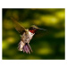 Umělecká fotografie Red Throated Hummingbird, Adam Jeffery Photography, (40 x 35 cm)