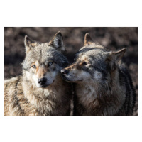 Fotografie Two grey wolf in love, AB Photography, 40 × 26.7 cm