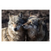 Fotografie Two grey wolf in love, AB Photography, 40 × 26.7 cm