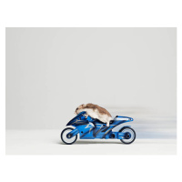 Fotografie Hamster sitting on toy motorcycle, side, Roger Wright, (40 x 30 cm)
