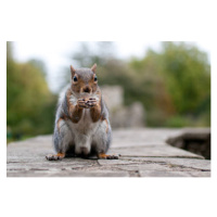 Fotografie Squirell, Gregor Zieba, (40 x 26.7 cm)