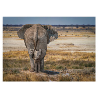 Fotografie Baby Elephant, Marcel Egger, 40 × 26.7 cm