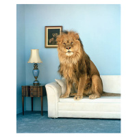 Fotografie Lion sitting on couch, Matthias Clamer, 35 × 40 cm