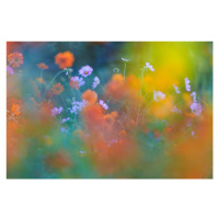 Fotografie The Colorful Garden, Junko Torikai, 40x26.7 cm