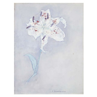 Obrazová reprodukce Lily, c.1920-25, Mondrian, Piet, 30x40 cm