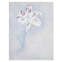 Obrazová reprodukce Lily, c.1920-25, Mondrian, Piet, 30 × 40 cm