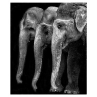 Umělecká fotografie Nature\'s great masterpiece, an elephant; the only harmless great thing ...,