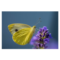 Umělecká fotografie Close-up of butterfly pollinating on purple flower, Waldemar  Graf / 500px, 