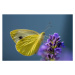 Fotografie Close-up of butterfly pollinating on purple flower, Waldemar  Graf / 500px, 40 × 26.7