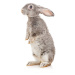 Fotografie Gray rabbit, ptaha_c, 26.7x40 cm