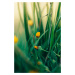 Umělecká fotografie Green-flowers-and-plants-from-nature, Javier Pardina, (26.7 x 40 cm)