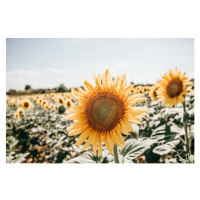 Fotografie sunflowers in Italy, Carol Yepes, 40 × 26.7 cm