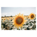 Fotografie sunflowers in Italy, Carol Yepes, 40 × 26.7 cm