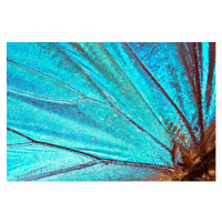 Fotografie Butterfly wing background, JodiJacobson, (40 x 26.7 cm)