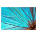 Fotografie Butterfly wing background, JodiJacobson, 40x26.7 cm