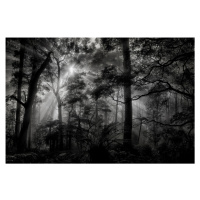 FTNXXL 3027 AG Design vliesová fototapeta 4-dílná Monochrome Forest - Monochromatický les, velik