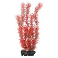 Tetra Myriophyllum heterophyllum - Red Foxtail 30 cm