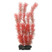 Tetra Myriophyllum heterophyllum - Red Foxtail 30 cm