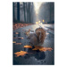 Fotografie Autumn Squirrel, Marcel Egger, 26.7 × 40 cm