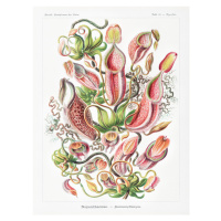 Obrazová reprodukce Nepenthaceae–Kannenpflanzen, Ernst Haeckel, 30 × 40 cm