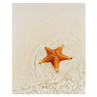 Fotografie Orange starfish on sandy seashore, high angle view, Catherine Ledner, 30 × 40 cm