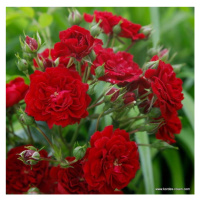 Růže Kordes 'Crimson Siluetta' 2 litry