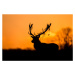 Fotografie Red Deer Stag Silhouette, Stuart Harling, 40 × 26.7 cm