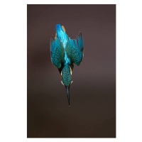 Fotografie Diving Alcedo atthi, Mark Smith, 26.7 × 40 cm